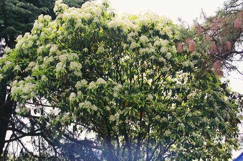 说明: Macintosh HD:Users:apple:Desktop:IMG_4750.JPG