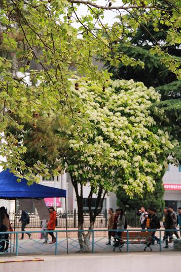 说明: Macintosh HD:Users:apple:Desktop:IMG_4755.JPG