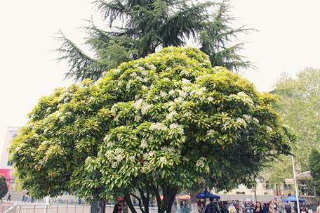 说明: Macintosh HD:Users:apple:Desktop:IMG_4753.JPG